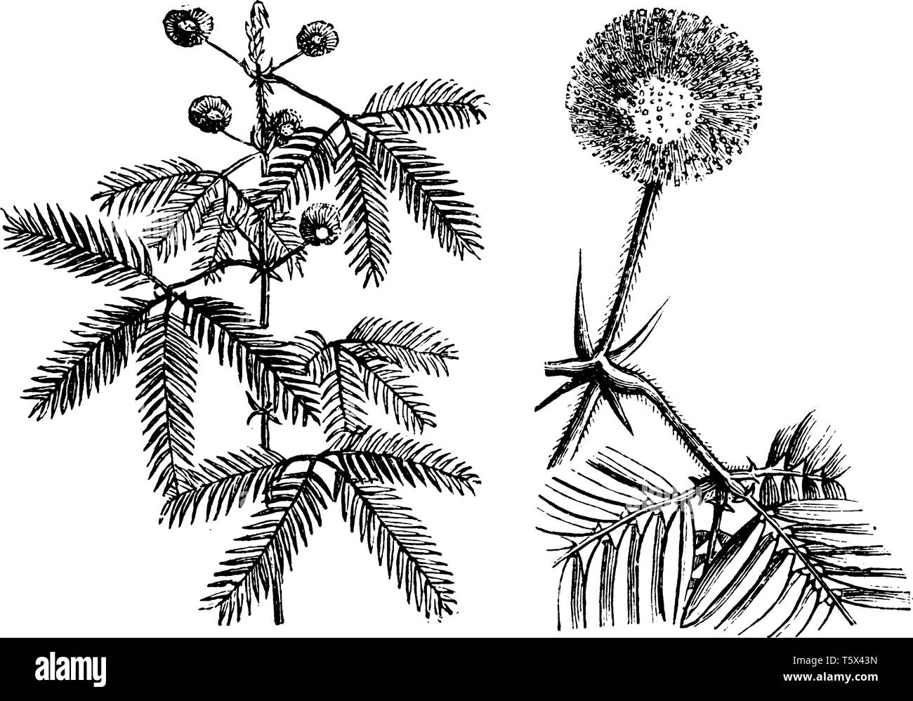 Mimosa pudica plants have compound leaves and small globular pink or mauve flower puffs. The leaves droop in response to darkness and reopen with dayl Stock Vector