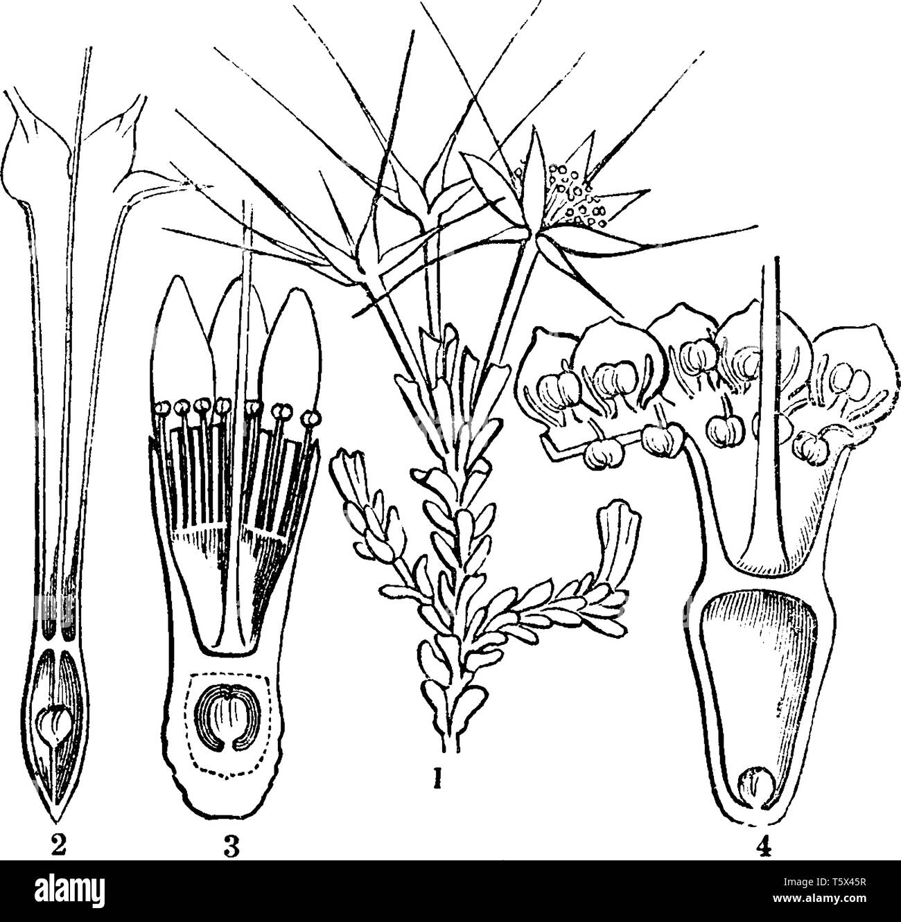 A picture is showing Darwinia. It is commonly known as mountain bells. This is a section of two species of drawinia flowers, vintage line drawing or e Stock Vector