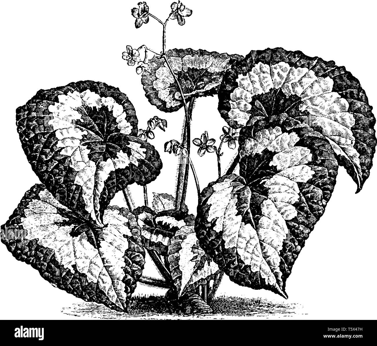 The Begonia Rex is showy plant. A leaf comes in many colors and flowers are tiny in size. The leaves stalks are hairy, vintage line drawing or engravi Stock Vector