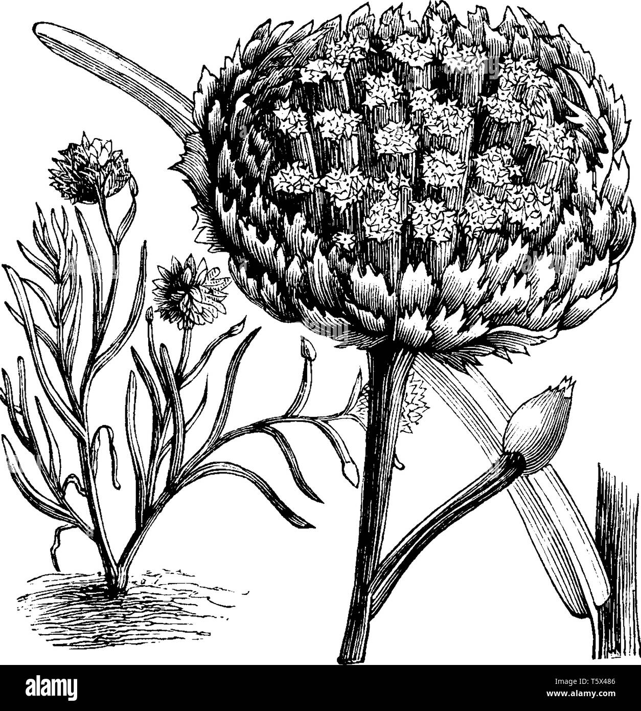 A Picture shows Polycalymma Stuartii Fowering Plant. It is flowering plant in the Daisy family, native to Australia. A white flower with numerous flor Stock Vector