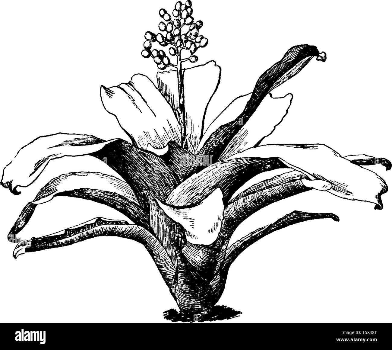 This is image of Aechmea Miiniata Variety Discolor. The leaves are violet-brown in color on its back, vintage line drawing or engraving illustration. Stock Vector