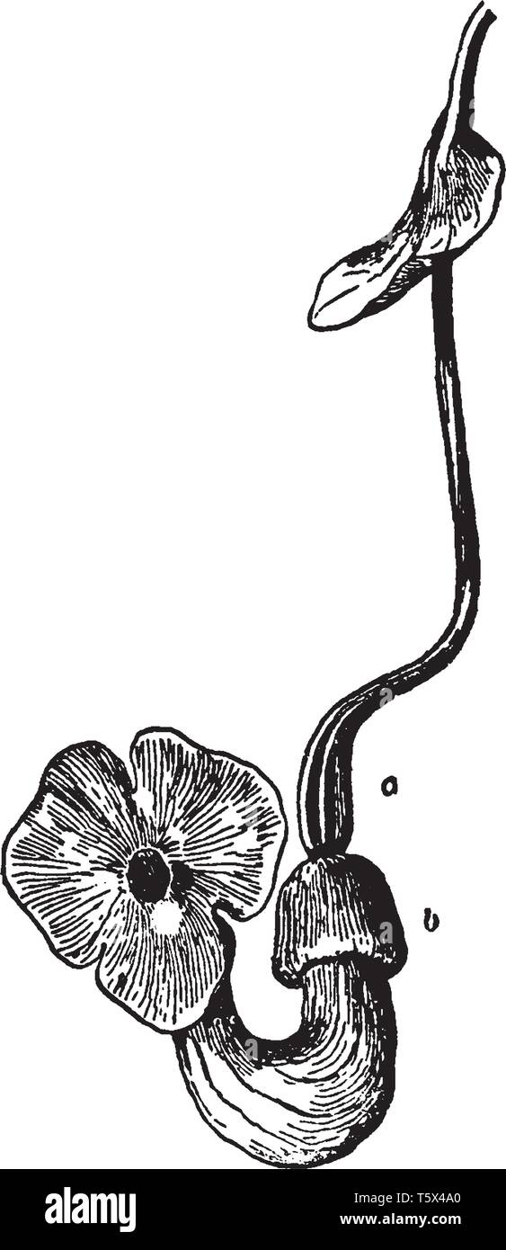 Picture shows Aristolochia Macrophylla Plant. It is deciduous, woody, climbing vine which typically occurs in wild in rich. The flowers are u-shaped a Stock Vector