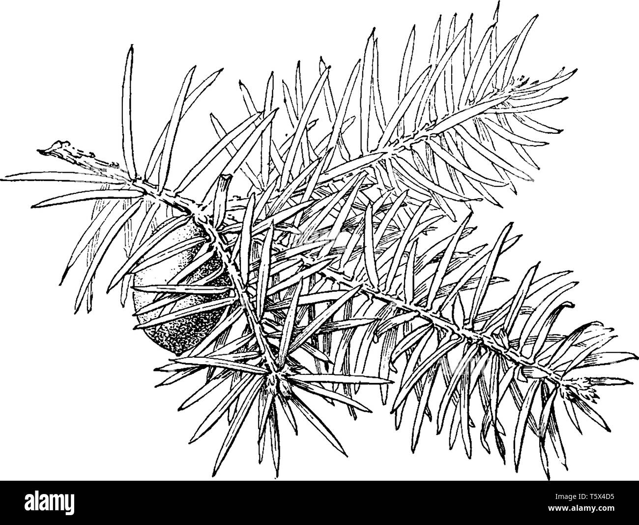 A picture of Torreya Taxifolia tree which is bearing glossy leaves and rarely seen in Florida, vintage line drawing or engraving illustration. Stock Vector