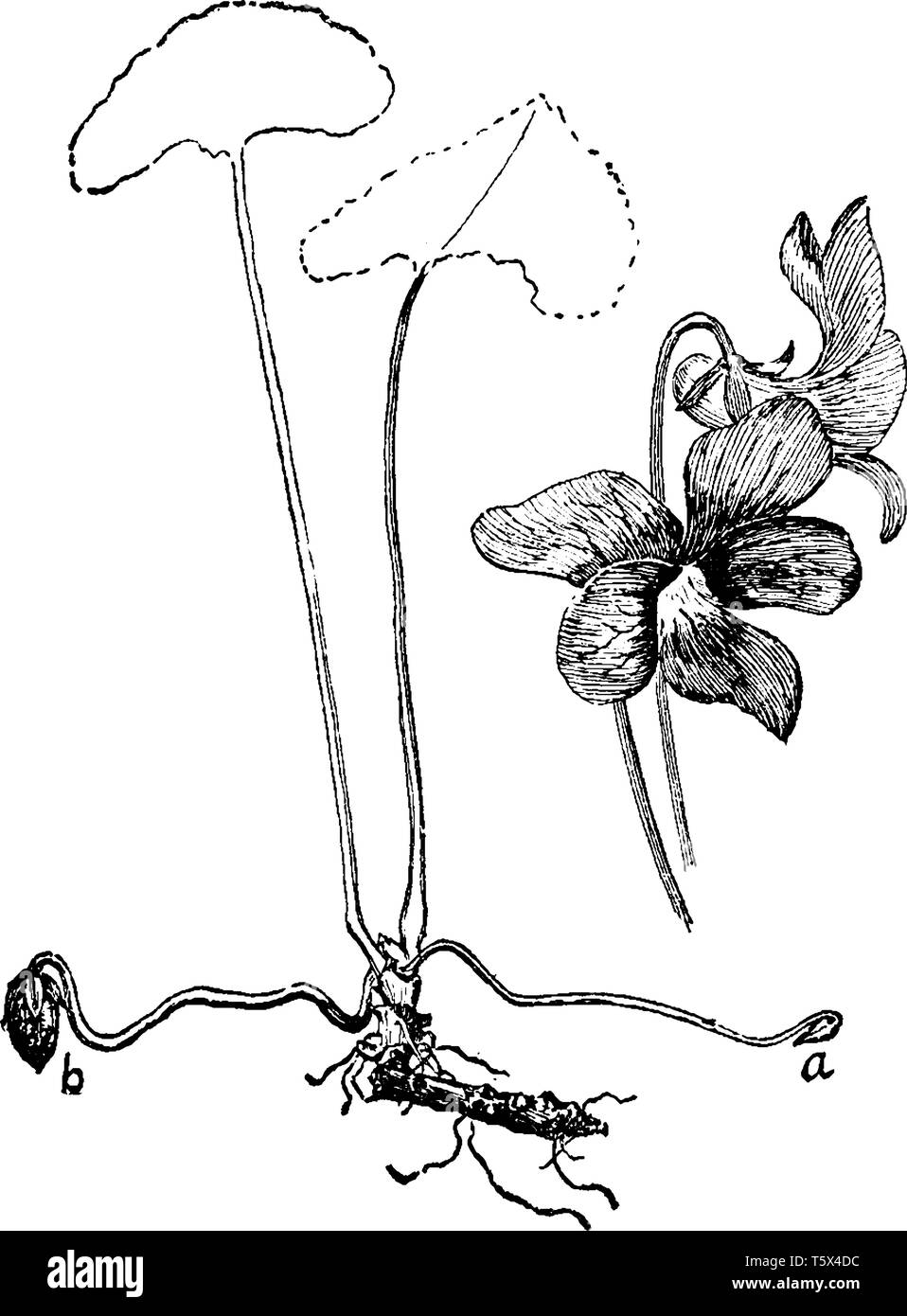 Cleistogamy In Oxalis