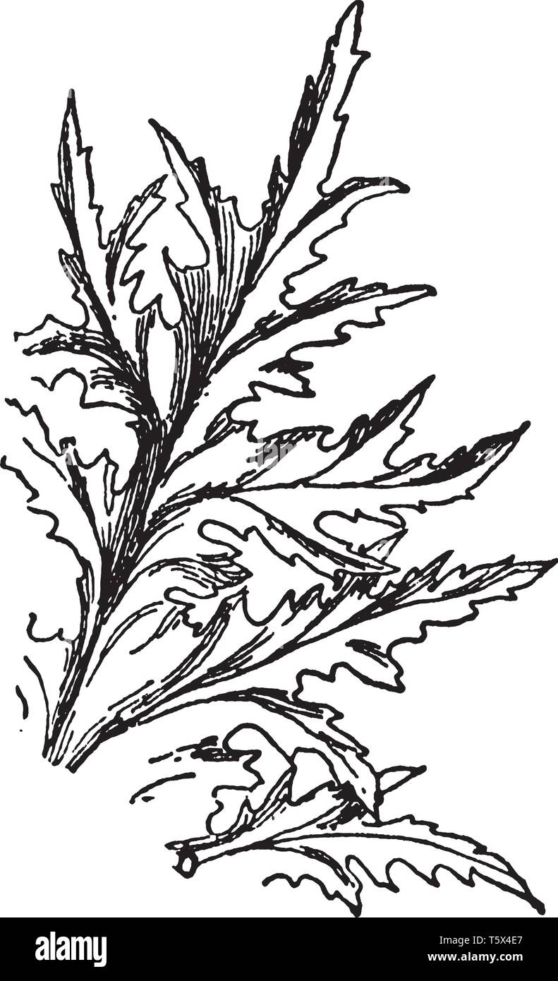 The leaf of acanthus is delicate and upper side is narrow, vintage line