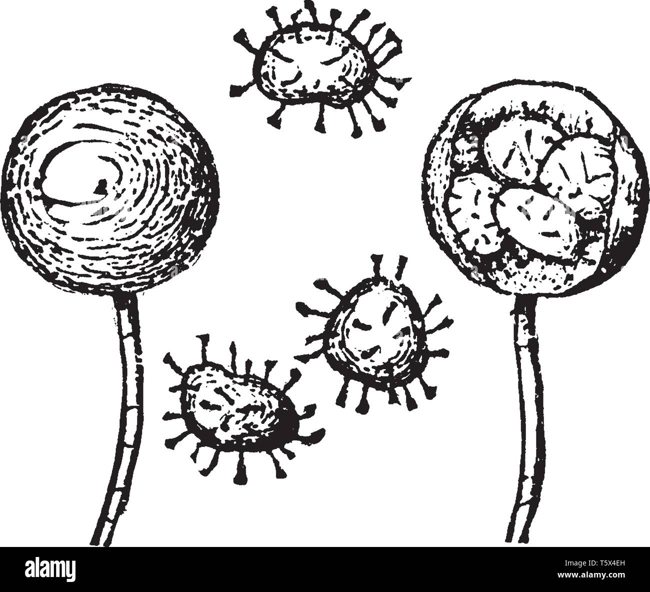 Producing two type sporangia that produce two types spores male gametophytes and female gametophytes, vintage line drawing or engraving illustration. Stock Vector
