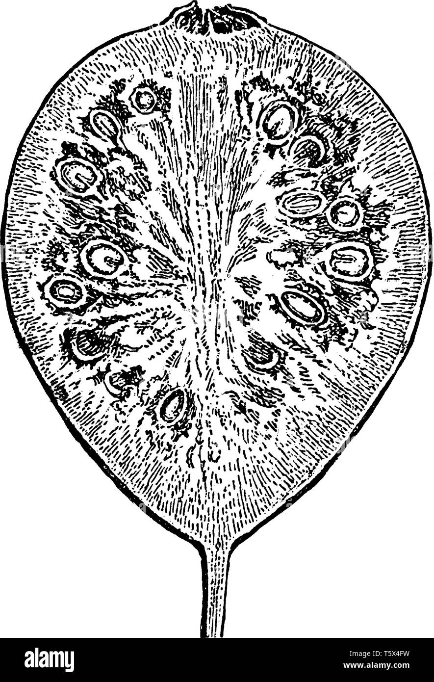 A picture showing the Section of the Apple Guava also known as Psidium guayava. It is a small tree in the Myrtaceae family, vintage line drawing or en Stock Vector