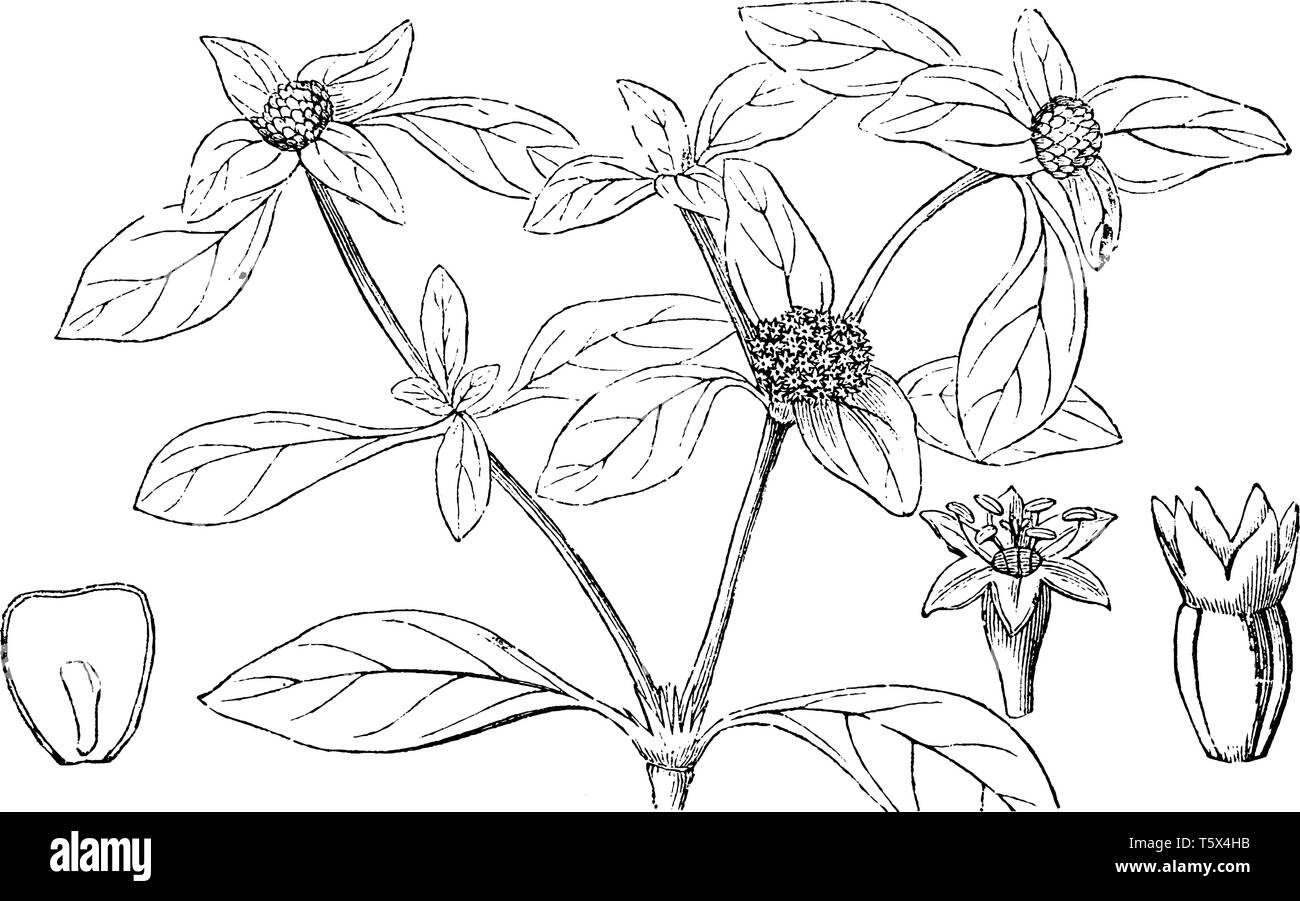 Flowers of shrubby South American plant, Cephaelis ipecacuanha, of the madder family, vintage line drawing or engraving illustration. Stock Vector