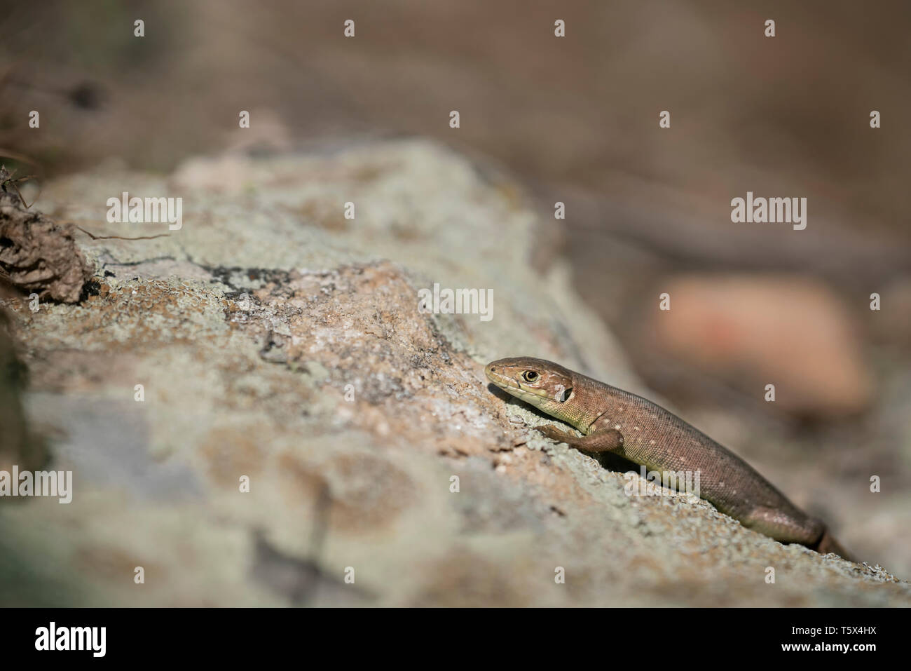 Balkan wall lizzard,Podarcis tauricus,juvenille, year old Stock Photo