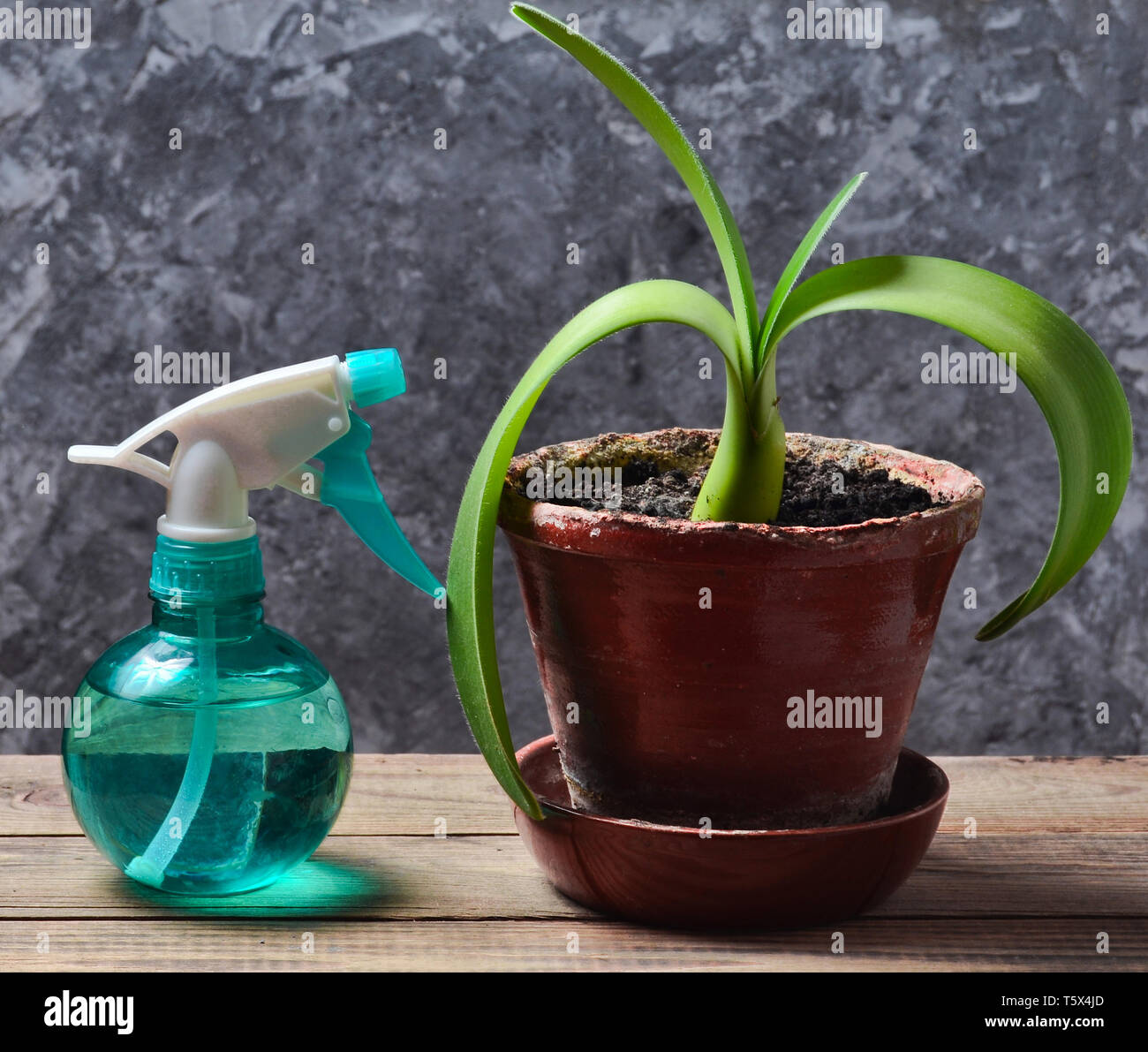 Спички от мошек в комнатных цветах. Стеблевая луковая нематода. Чеснок для комнатных растений. Поливать комнатные растения. Средства от мошек в цветах комнатных растений.