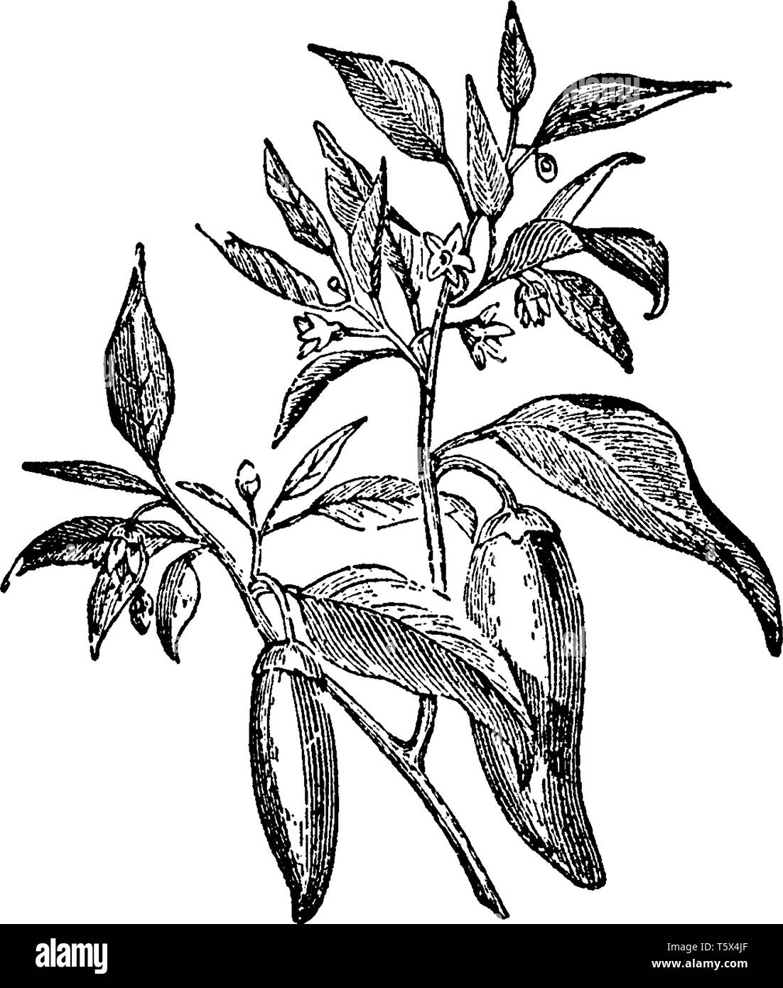 Sweet pungent Stock Vector Images Alamy