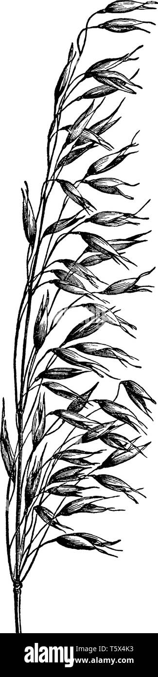 A picture showing oats. It is an species in seed, vintage line drawing or engraving illustration. Stock Vector