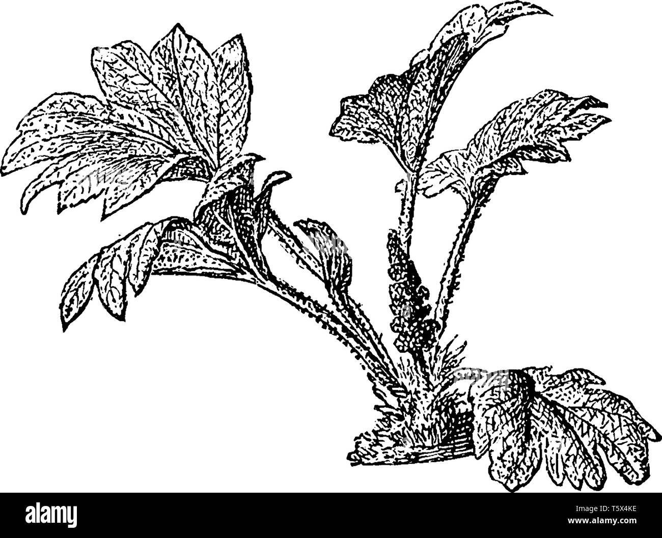 This is images of Chilean Rhubarband also known as the synonym Gunnera Scabra, vintage line drawing or engraving illustration. Stock Vector