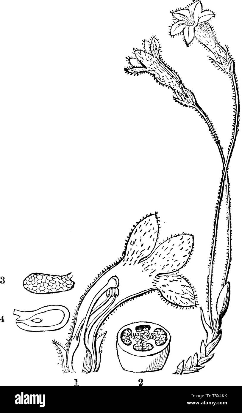 Plant stem and flowers covered with hairs and glands. Flowers have five petals. In this picture showing of half flower and ovary, stigma, anther, styl Stock Vector