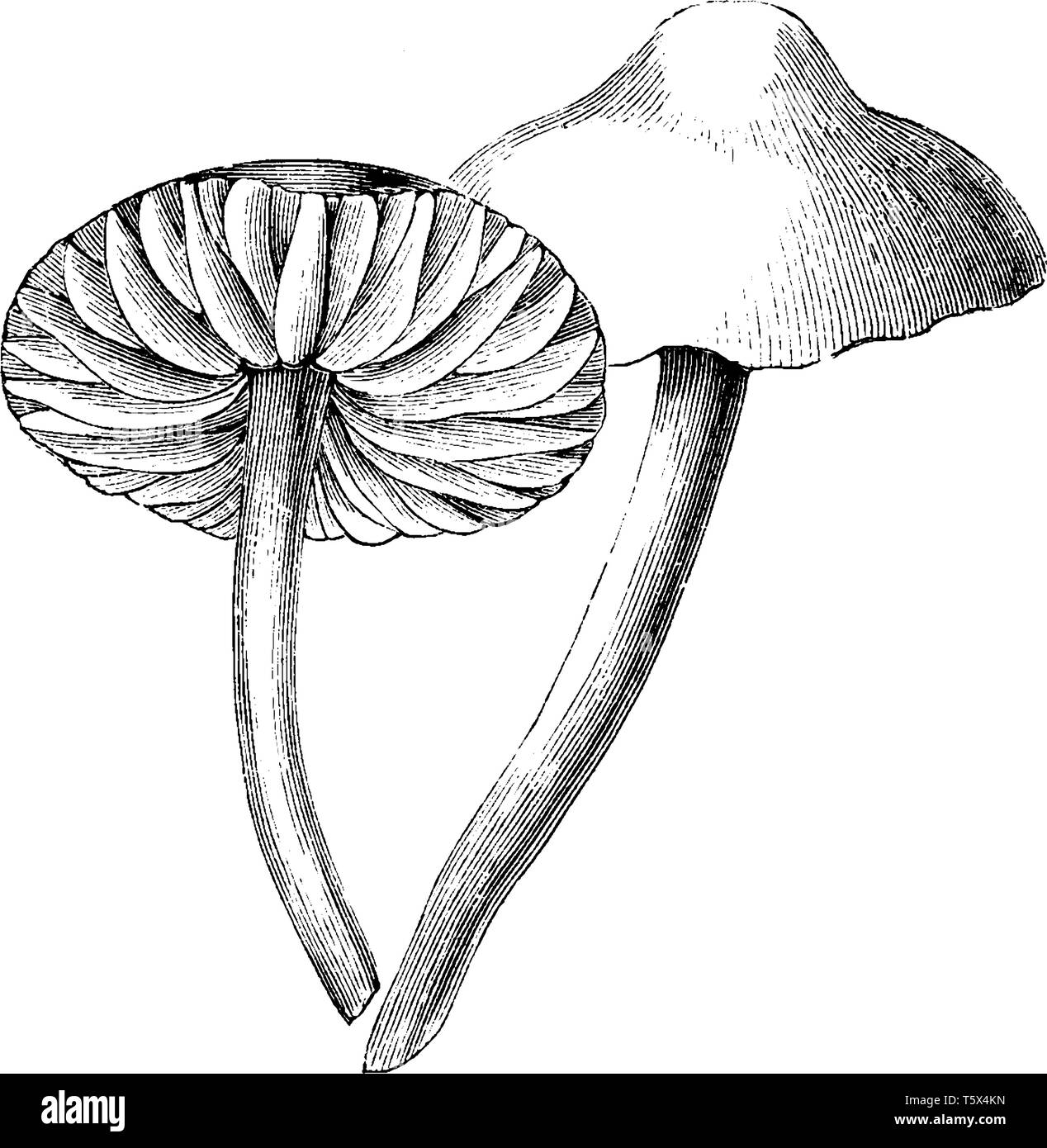 This pictures showing a marasmius oreades. The cap is a rounded, thick. Stems are long and thin, vintage line drawing or engraving illustration. Stock Vector