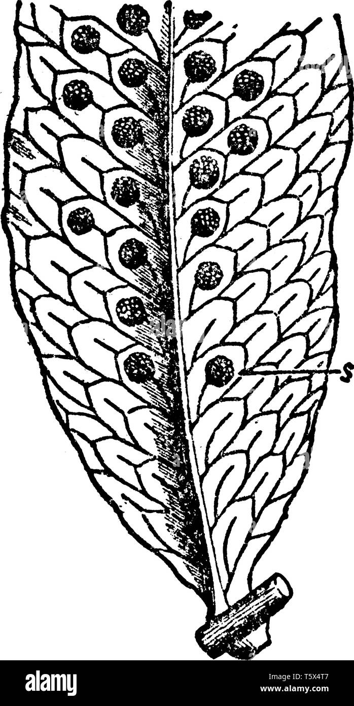 It is picture of common Polypody leaf with sori and the sori or groups of spore-cases are borne on the back of the leaf, vintage line drawing or engra Stock Vector