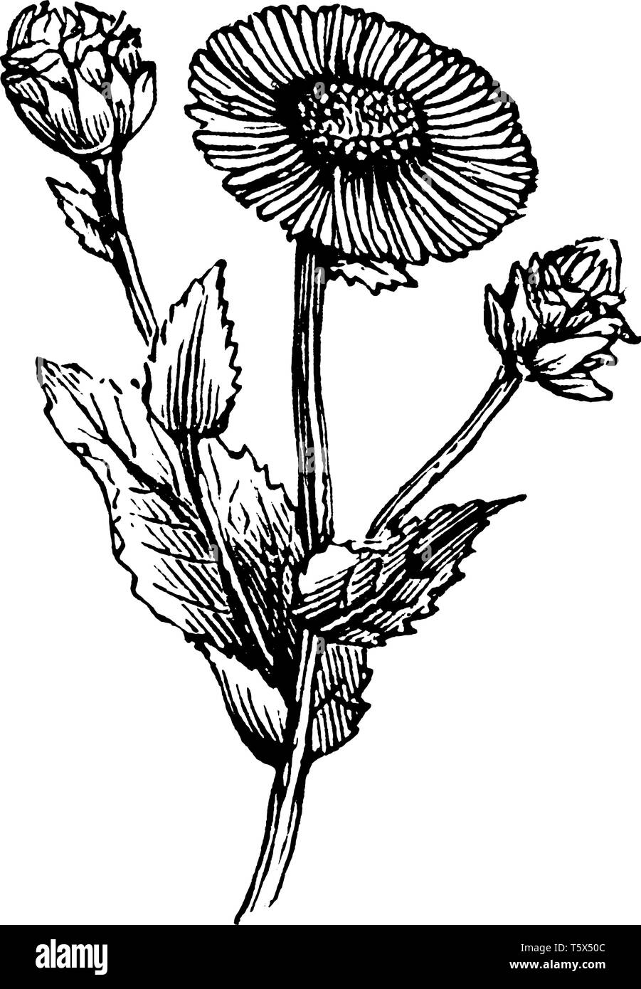 Asteraceae daisies white Black and White Stock Photos & Images - Alamy