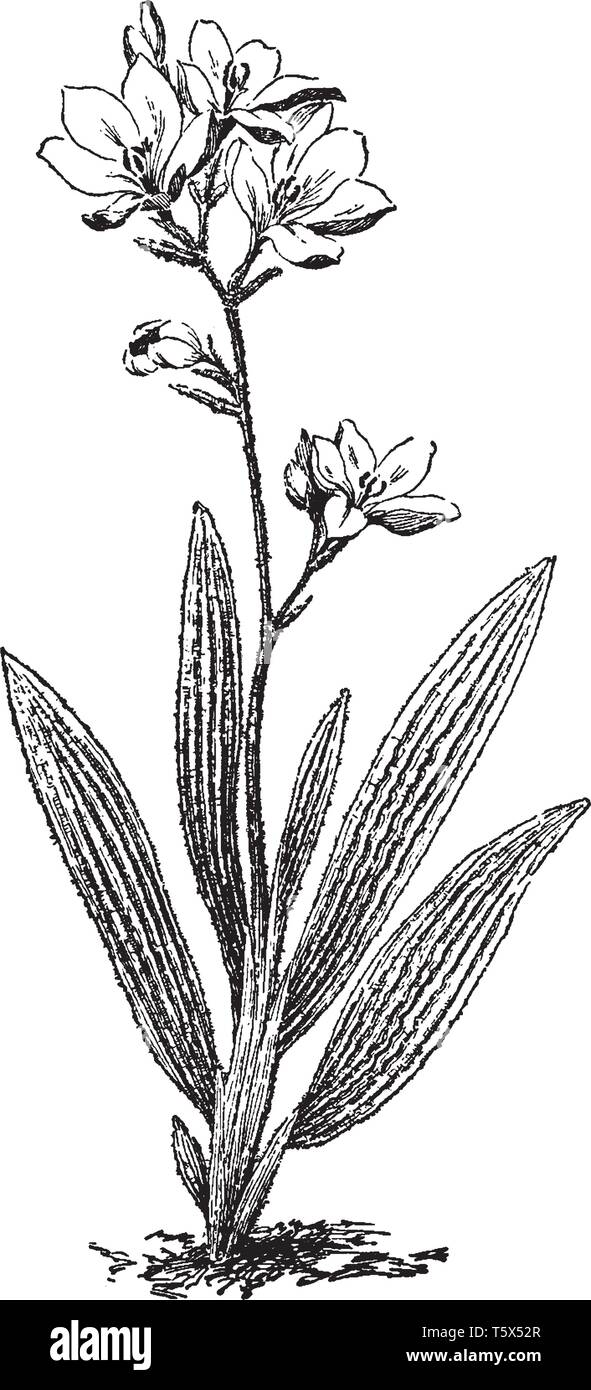 The leaves are liner and hairy, stem produce six or more blossom flower, there are some bud and plant is very small size, vintage line drawing or engr Stock Vector