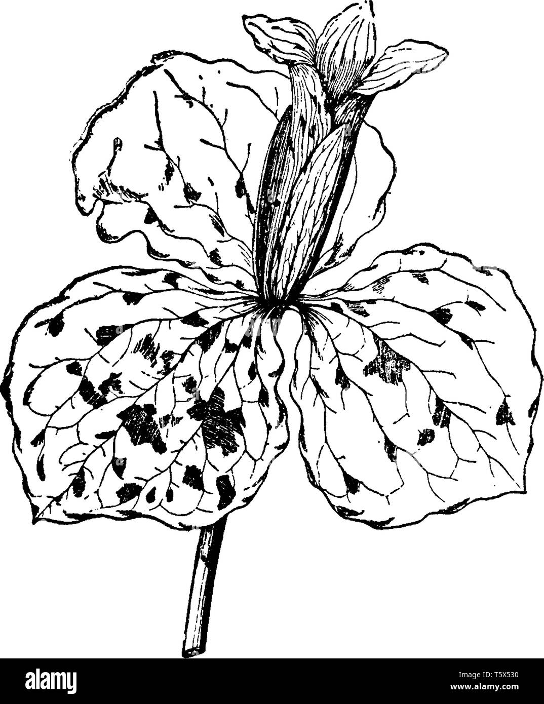A picture shows Trillium Sessile Plant. Flowers are red, purple and funnel-bell shaped. This flora is known for its strong smell. Leaves are flat, cir Stock Vector