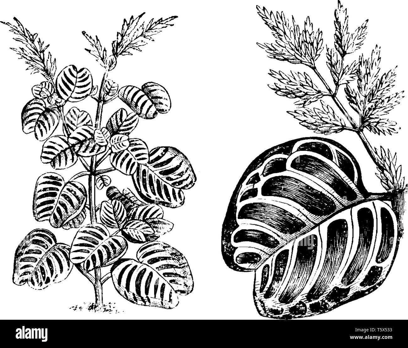 Leaves of Iresine Herbstii Auero-Reticulata, these are bright green, yellow and white variegation leaves, vintage line drawing or engraving illustrati Stock Vector
