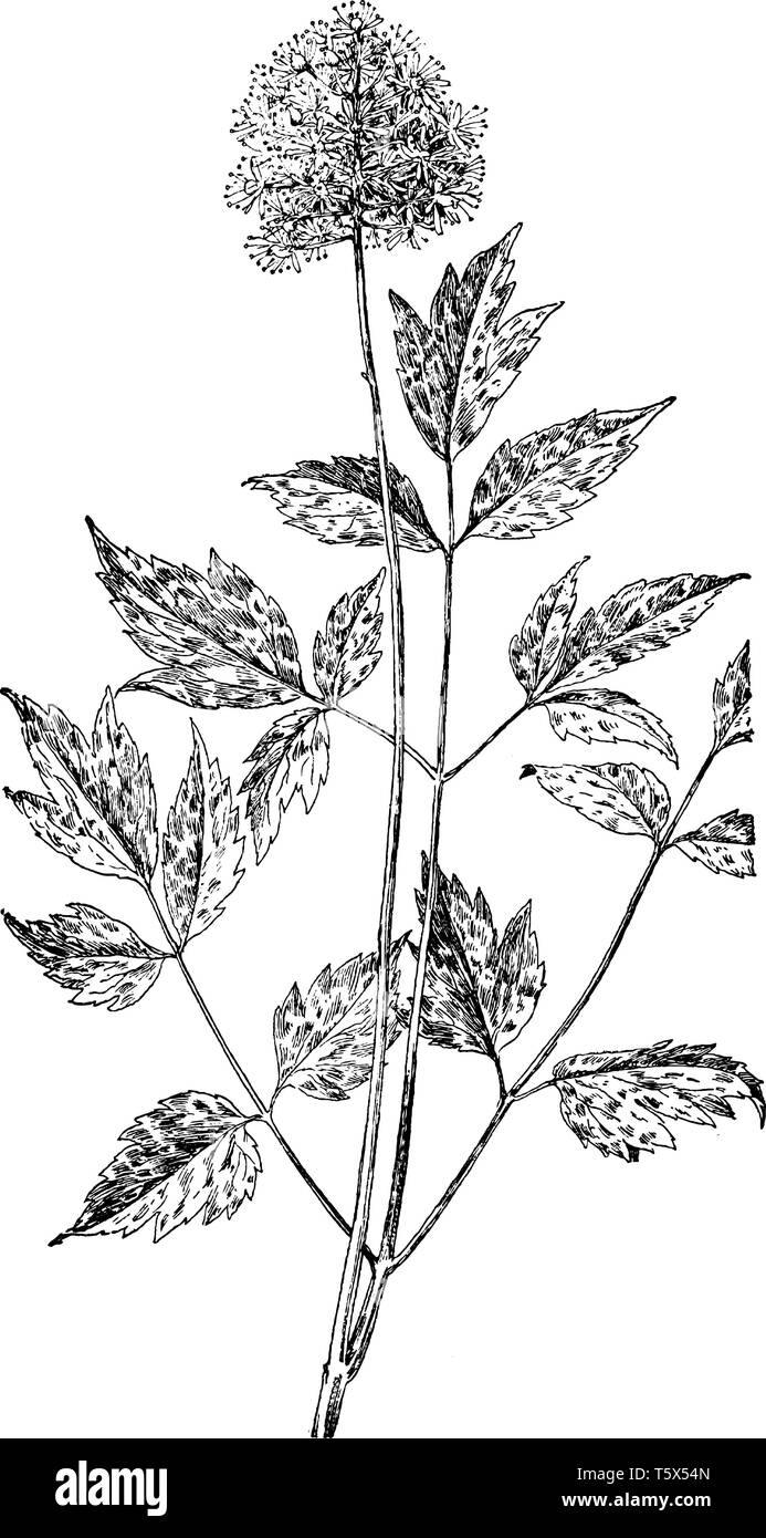 Actaea rubra (red baneberry) is a poisonous herbaceous flowering plant in the family Ranunculaceae, native to North America, vintage line drawing or e Stock Vector