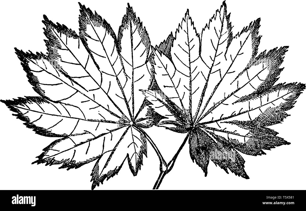 This is species of  Acer Japonicum. These are leaves of Acer Japonicum with light green colour, vintage line drawing or engraving illustration. Stock Vector