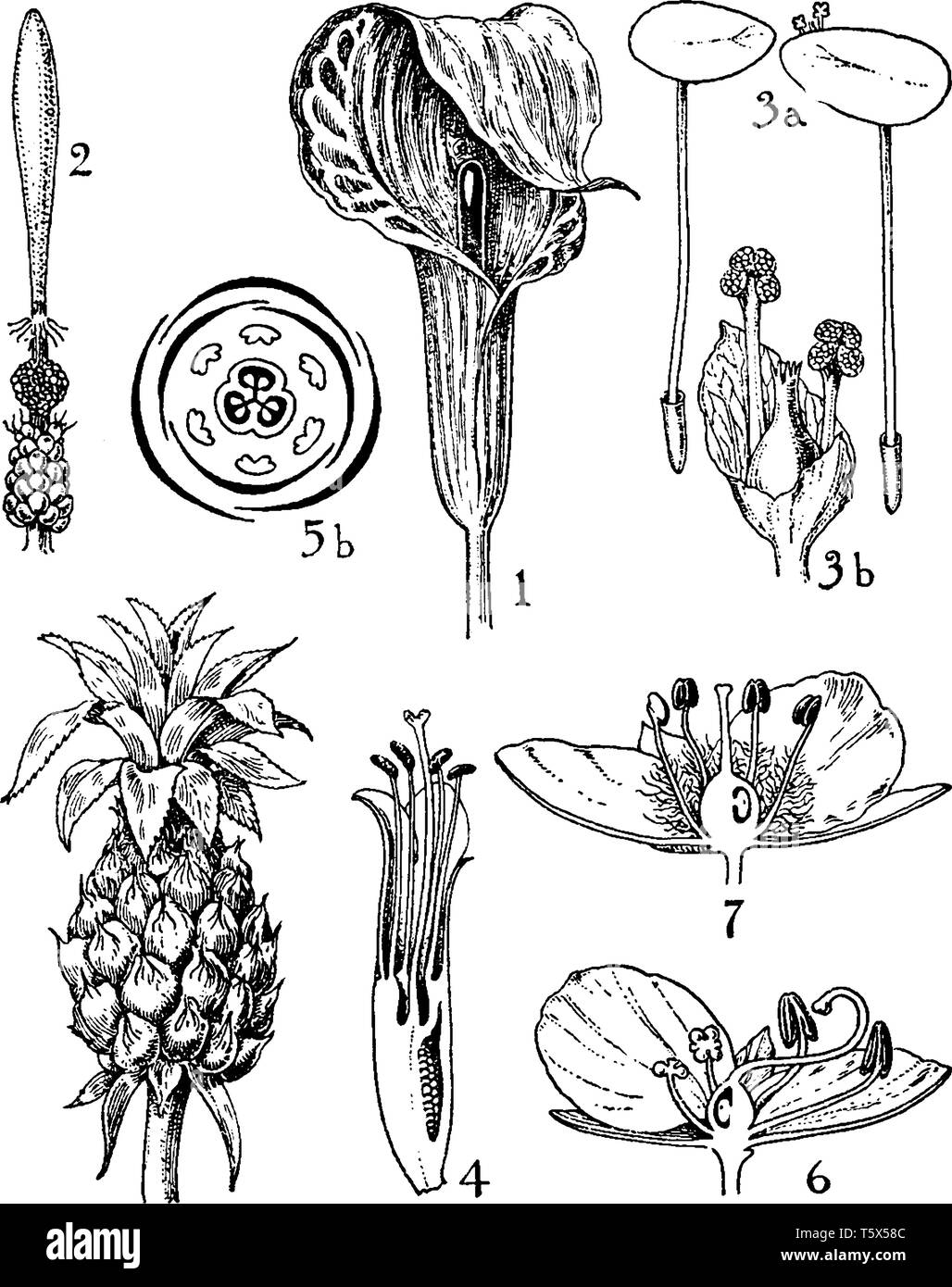A picture shows Araceae,Lemnaceae,Bromeliaceae,Commelinaceae Orders. 1 arisaema,spadix 2 arum spadix 3 lemna 3a spathe 4 bromelia flower 5 ananas 5a f Stock Vector