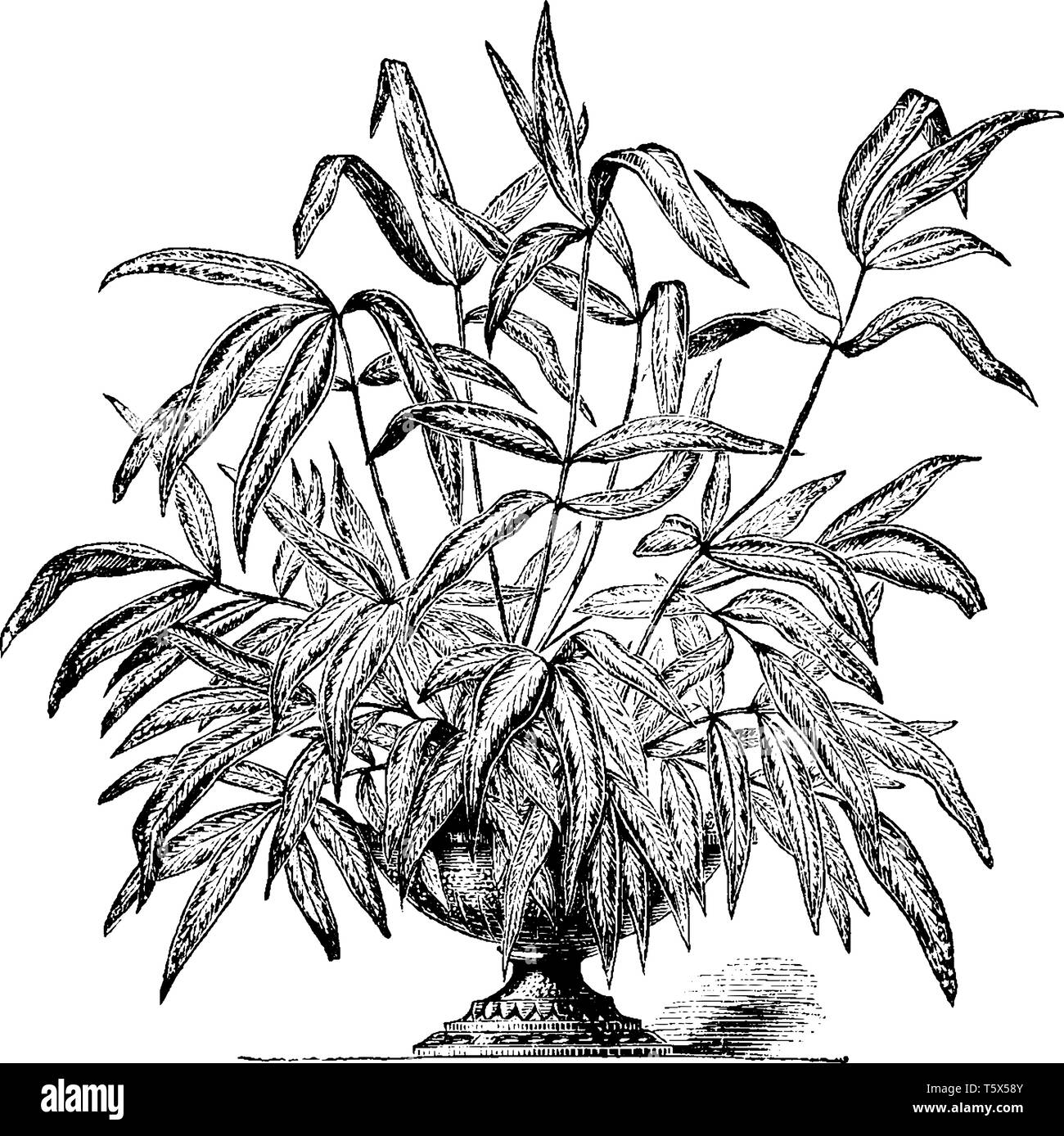 This image is showing a pteris cretica albolineata. The leaves are flat and long pointy. Branches are thin and long. The leaves are dense, vintage lin Stock Vector