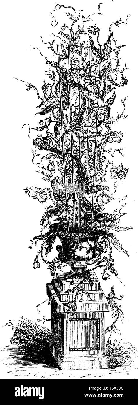 In this image of Cactus plant and it is planted in pot, vintage line ...