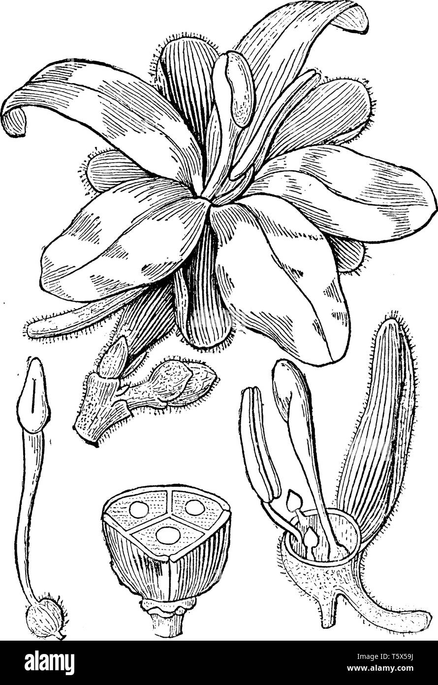 A picture describing the various parts of Salvertia or Salvertia convallariodora. Such as an expanded flower, a portion of the chalice, with the stame Stock Vector