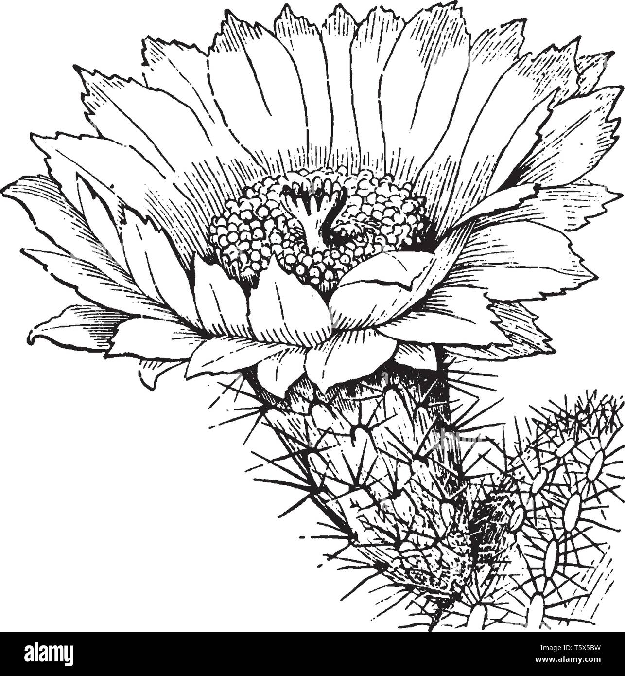A picture showing the flower of Mammillaria. The genus Mammillaria is one of the largest in the cactus family Cactaceae, vintage line drawing or engra Stock Vector