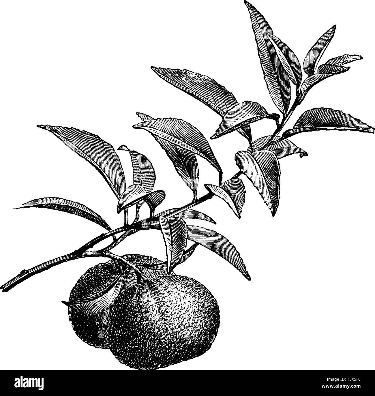 A picture showing branch of Mandarin Orange tree with its fruit. Orange