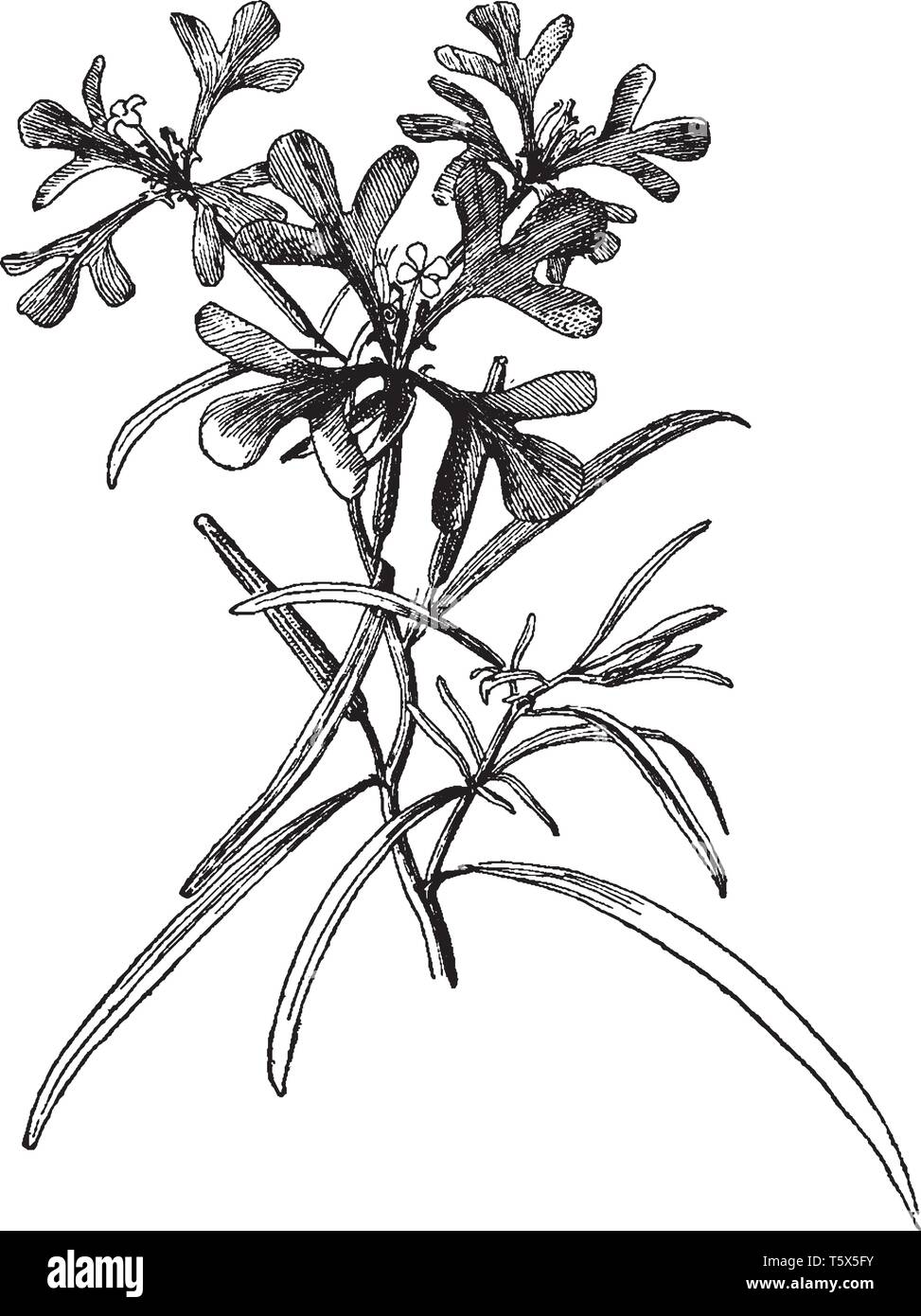 Picture is showing Clarkia Pulchella plant. It consists of four leafs of same pattern around the flower. Flowers are small in size and have four petal Stock Vector