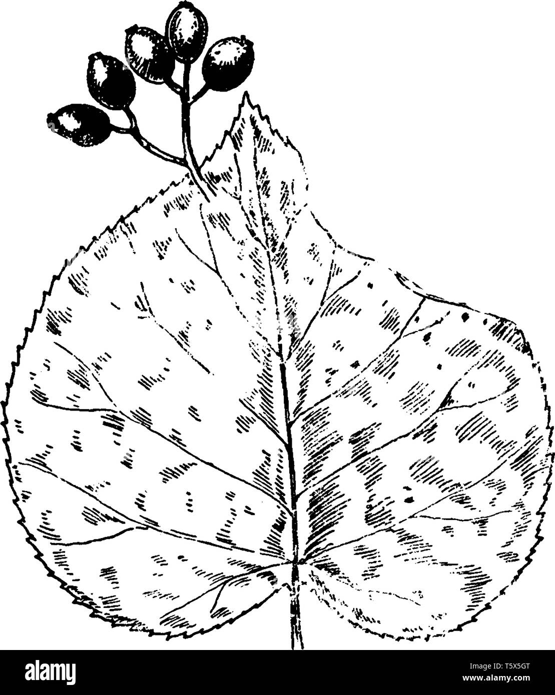 This picture is showing Hobble-Bush which is member of Honeysuckle family. It's also known as Viburnum Alnifolium, vintage line drawing or engraving i Stock Vector