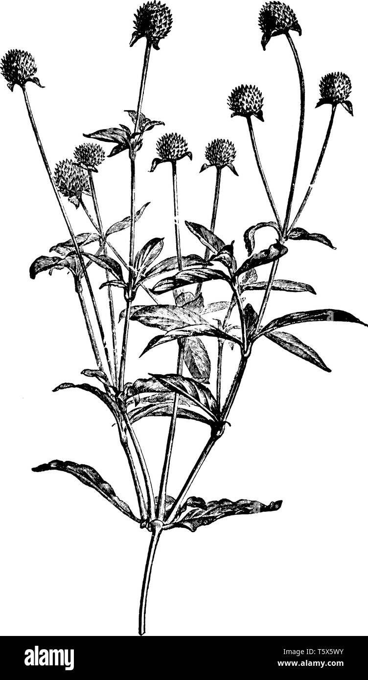 Flowering branch of the plant Gomphrena Globosa. It is a genus of tropical herbs or low shrubs (family Amaranthaceae) has opposite leaves and flowers  Stock Vector