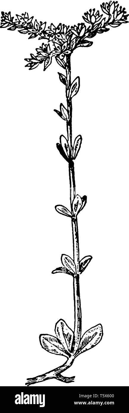 Wild Stonecrop (Sedum Ternatum)- Good for border or groundcover where short evergreen species are needed, vintage line drawing or engraving illustrati Stock Vector