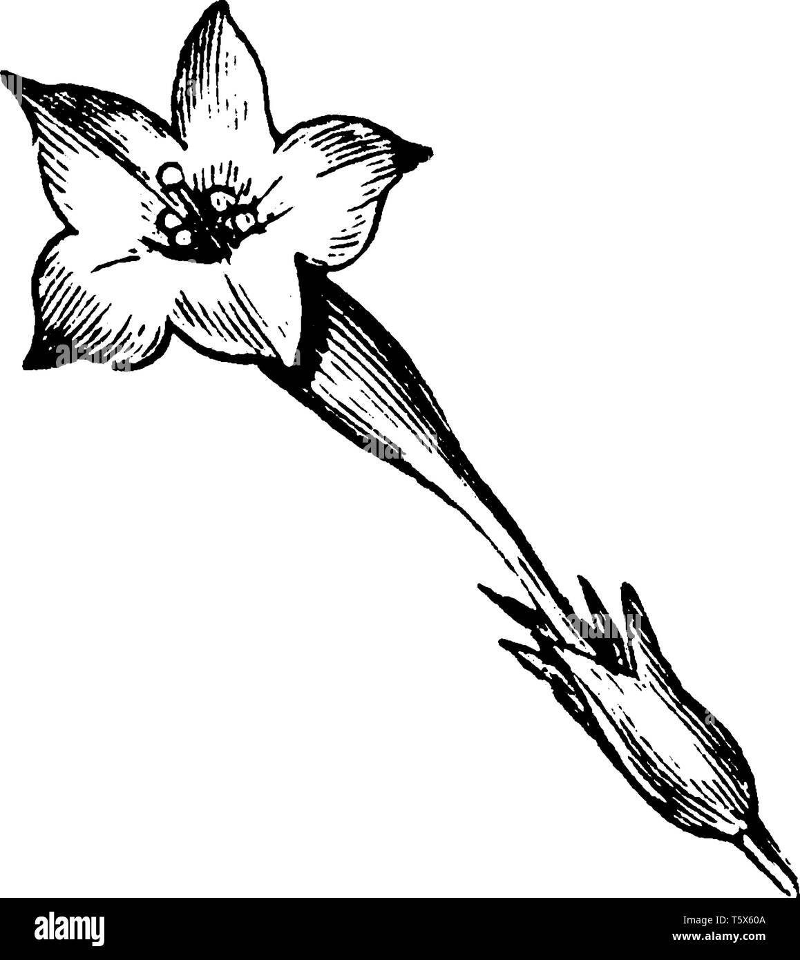 An image of a Funnel-Shaped Corolla flower which is the inner circle of the parts of the flowers, composed of petals, vintage line drawing or engravin Stock Vector