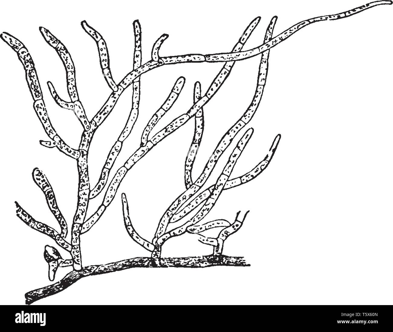 Funaria hygrometrica grows on moist shady, damp soil and also occur on moist wall, vintage line drawing or engraving illustration. Stock Vector
