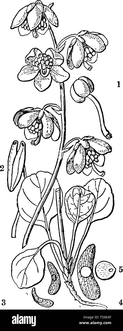 Green flowered wintergreen is a species of the plant genus Pyrola. The ...