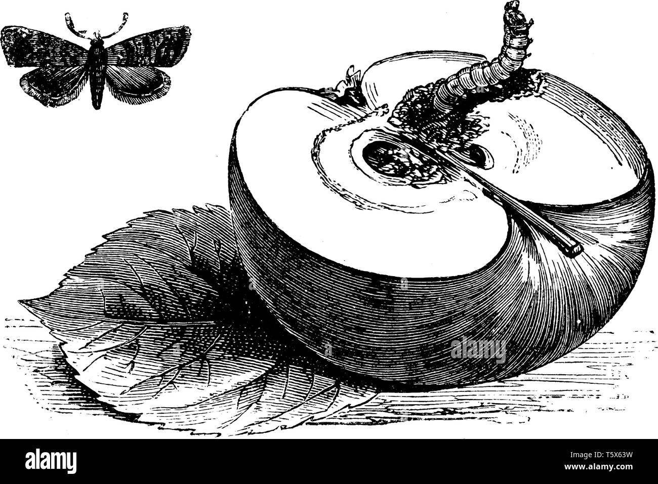 The half-apple in this frame is coming out of the worm. A moth that looks like a butterfly is formed from that worm, vintage line drawing or engraving Stock Vector