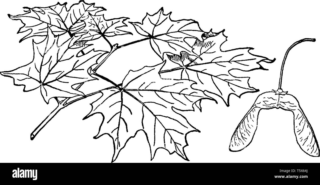This is a species of Maple tree. It is commonly known as Sugar Maple. Its leaves are deciduous, vintage line drawing or engraving illustration. Stock Vector