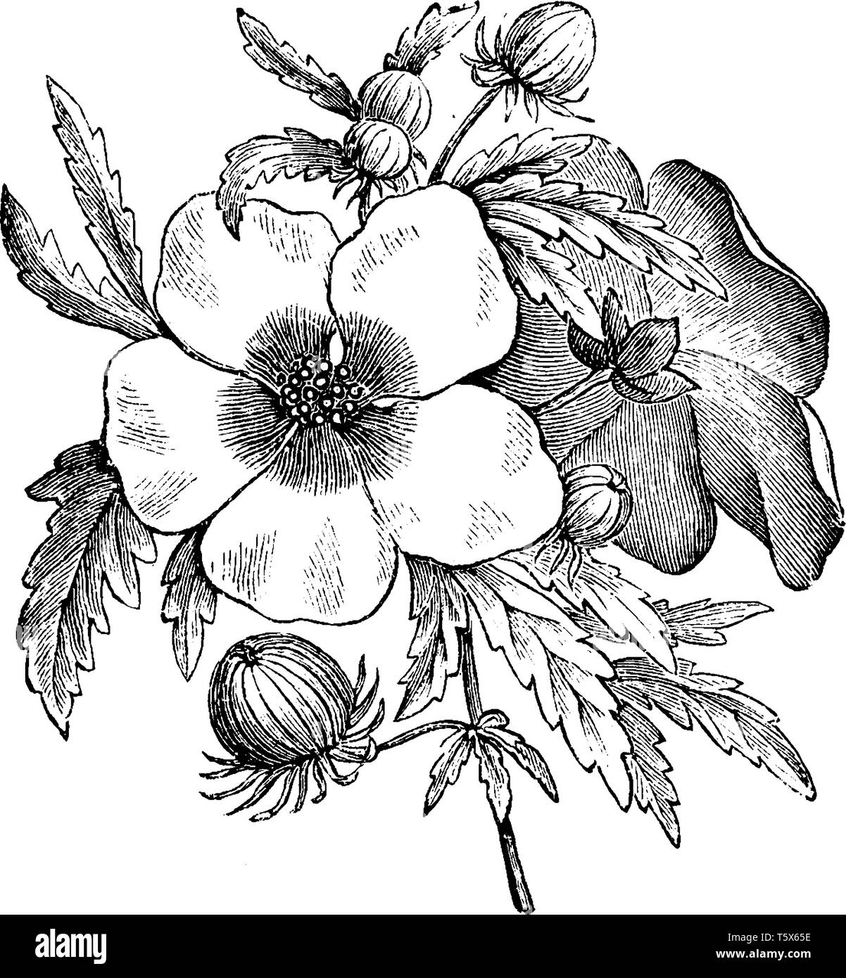 Picture is of Hibiscus Trionum plant has flower section in this image. Flower is deeply pigmented in the center. Each flower consists of five petals,  Stock Vector