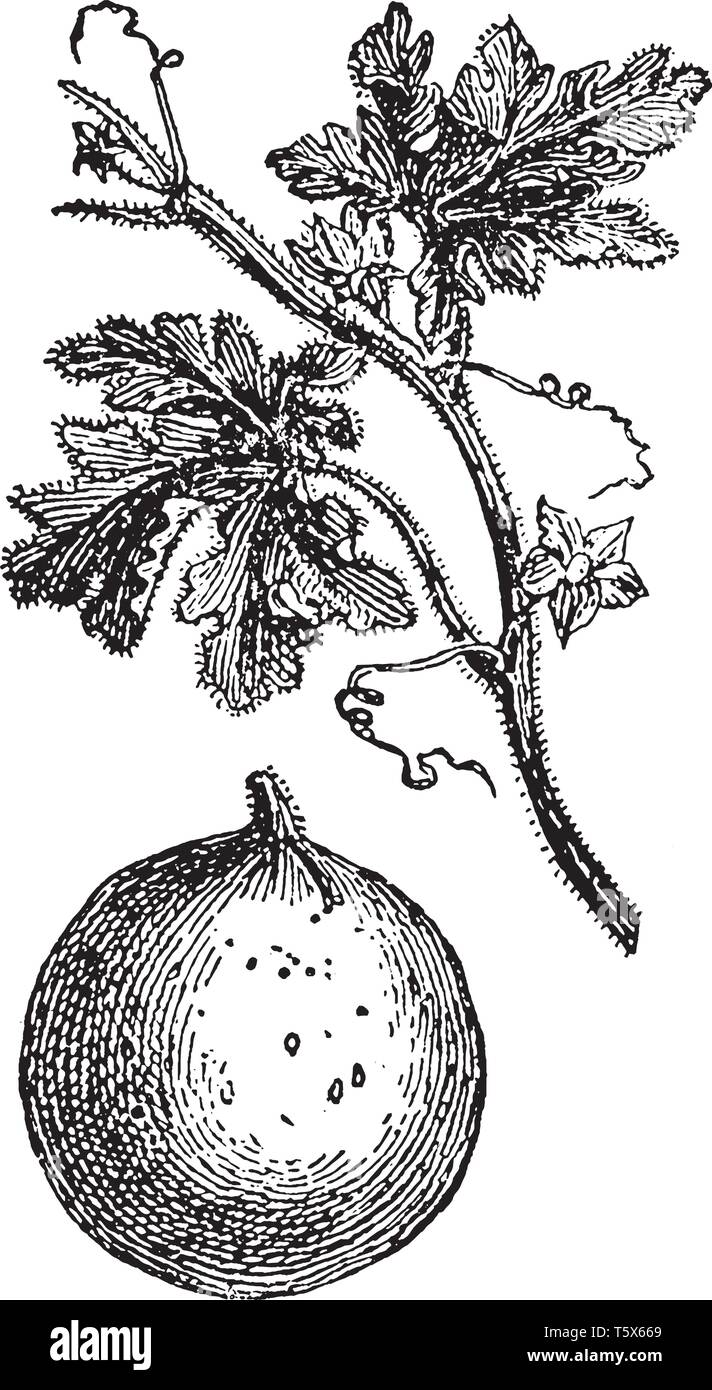A picture shows Bitter Apple. Citrullus colocynthis, with many common names including colocynth, bitter apple, bitter cucumber, desert gourd, Egusi, v Stock Vector