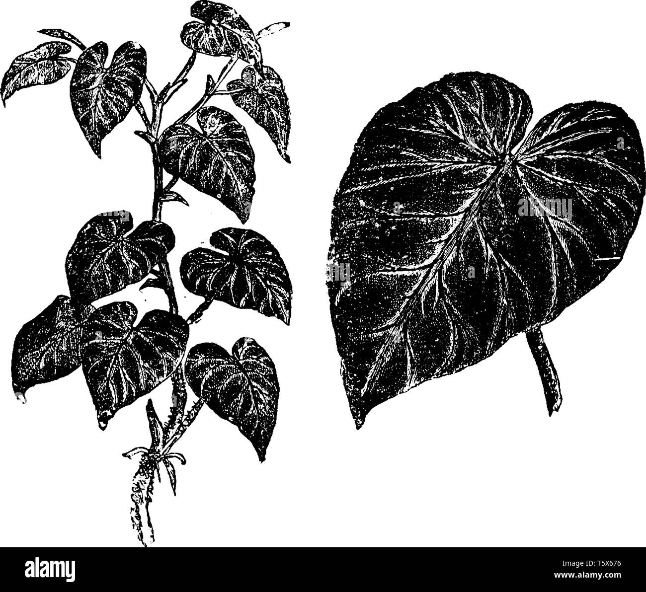 Dendron Black and White Stock Photos & Images - Alamy