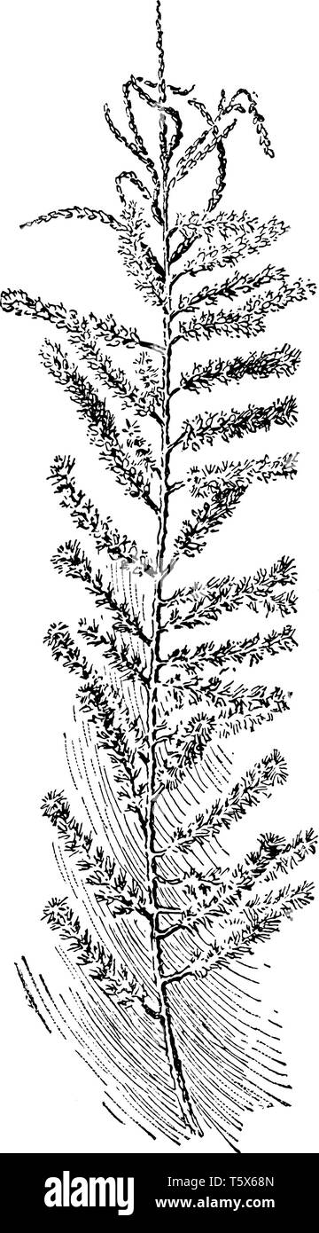 A picture showing a Tamarix Parviflora. This is from Tamaricaceae family. Each tiny flower has four pink petals, vintage line drawing or engraving ill Stock Vector