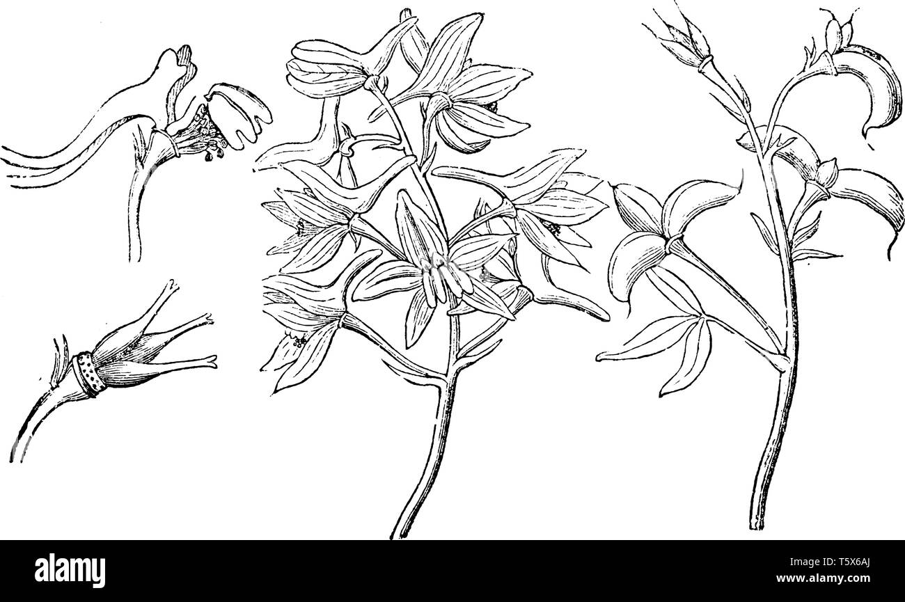 The Picture, that's showing petals and stamens, carpels, a branch of ripe fruit. Those are Dwarf Larkspur flower parts, vintage line drawing or engrav Stock Vector