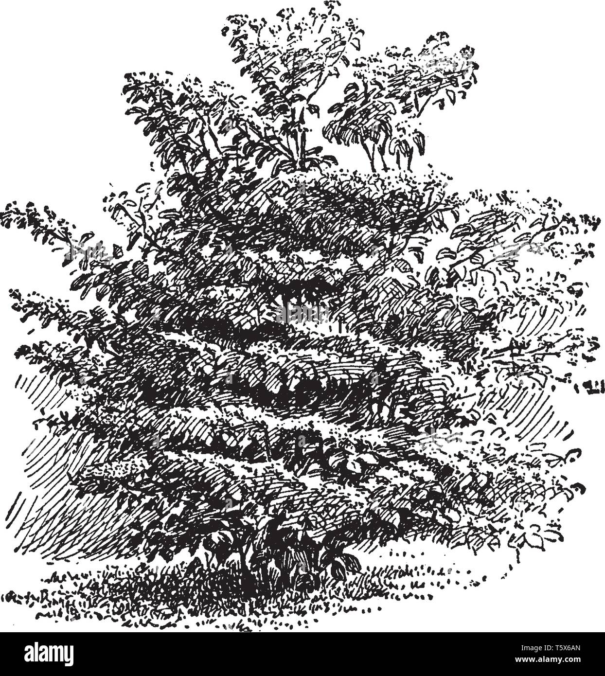 Dogwood shrub Stock Vector Images - Alamy