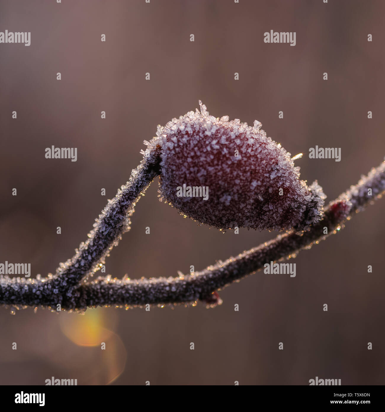 Close up image of a beautiful rose hip covered with frosty ice crystals captured in early morning light with rich texture and colourful contrast Stock Photo