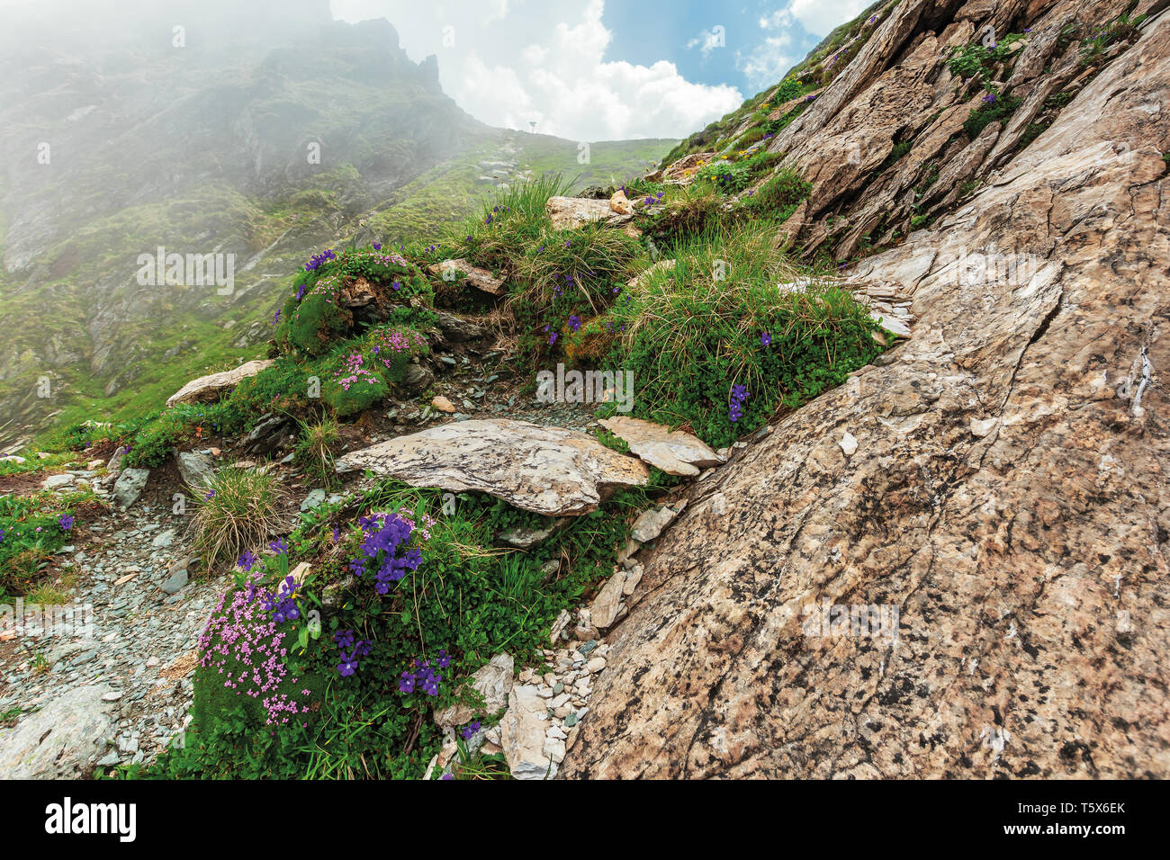 flora of the fagaras mountain. flowers among the grass on the edge of a steep rocky slope. foggy weather with cloudy sky on the background Stock Photo