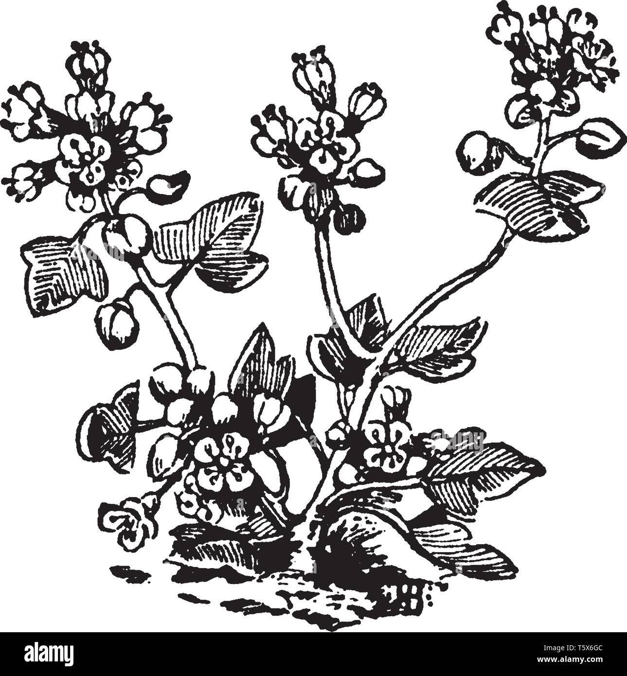 Cochlearia danica or Danish scurvygrass is a flowering plant of the genus Cochlearia in the family Brassicaceae, vintage line drawing or engraving ill Stock Vector